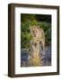 Male Lion (Panthera Leo) Juvenile, Moremi, Okavango Delta, Botswana, Africa-Andrew Sproule-Framed Photographic Print