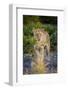 Male Lion (Panthera Leo) Juvenile, Moremi, Okavango Delta, Botswana, Africa-Andrew Sproule-Framed Photographic Print