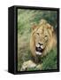 Male Lion, Panthera Leo, Kruger National Park, South Africa, Africa-Ann & Steve Toon-Framed Stretched Canvas