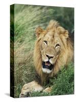 Male Lion, Panthera Leo, Kruger National Park, South Africa, Africa-Ann & Steve Toon-Stretched Canvas