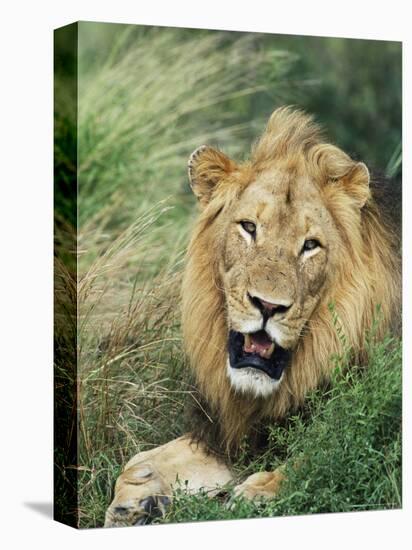 Male Lion, Panthera Leo, Kruger National Park, South Africa, Africa-Ann & Steve Toon-Stretched Canvas