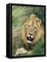 Male Lion, Panthera Leo, Kruger National Park, South Africa, Africa-Ann & Steve Toon-Framed Stretched Canvas