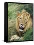 Male Lion, Panthera Leo, Kruger National Park, South Africa, Africa-Ann & Steve Toon-Framed Stretched Canvas