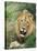 Male Lion, Panthera Leo, Kruger National Park, South Africa, Africa-Ann & Steve Toon-Stretched Canvas