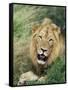 Male Lion, Panthera Leo, Kruger National Park, South Africa, Africa-Ann & Steve Toon-Framed Stretched Canvas