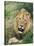 Male Lion, Panthera Leo, Kruger National Park, South Africa, Africa-Ann & Steve Toon-Stretched Canvas