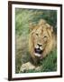 Male Lion, Panthera Leo, Kruger National Park, South Africa, Africa-Ann & Steve Toon-Framed Premium Photographic Print