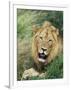 Male Lion, Panthera Leo, Kruger National Park, South Africa, Africa-Ann & Steve Toon-Framed Premium Photographic Print