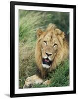 Male Lion, Panthera Leo, Kruger National Park, South Africa, Africa-Ann & Steve Toon-Framed Premium Photographic Print