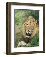 Male Lion, Panthera Leo, Kruger National Park, South Africa, Africa-Ann & Steve Toon-Framed Photographic Print