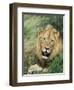 Male Lion, Panthera Leo, Kruger National Park, South Africa, Africa-Ann & Steve Toon-Framed Photographic Print