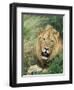 Male Lion, Panthera Leo, Kruger National Park, South Africa, Africa-Ann & Steve Toon-Framed Photographic Print