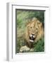 Male Lion, Panthera Leo, Kruger National Park, South Africa, Africa-Ann & Steve Toon-Framed Photographic Print