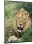 Male Lion, Panthera Leo, Kruger National Park, South Africa, Africa-Ann & Steve Toon-Mounted Photographic Print