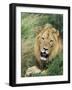 Male Lion, Panthera Leo, Kruger National Park, South Africa, Africa-Ann & Steve Toon-Framed Photographic Print