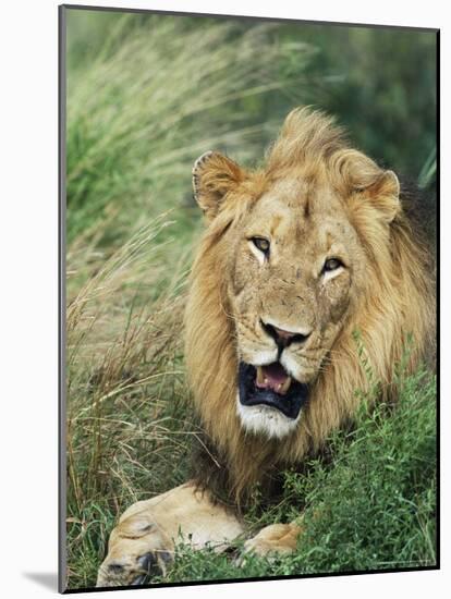 Male Lion, Panthera Leo, Kruger National Park, South Africa, Africa-Ann & Steve Toon-Mounted Photographic Print
