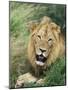 Male Lion, Panthera Leo, Kruger National Park, South Africa, Africa-Ann & Steve Toon-Mounted Photographic Print