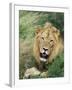 Male Lion, Panthera Leo, Kruger National Park, South Africa, Africa-Ann & Steve Toon-Framed Photographic Print