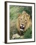 Male Lion, Panthera Leo, Kruger National Park, South Africa, Africa-Ann & Steve Toon-Framed Photographic Print