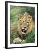 Male Lion, Panthera Leo, Kruger National Park, South Africa, Africa-Ann & Steve Toon-Framed Photographic Print