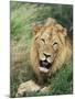 Male Lion, Panthera Leo, Kruger National Park, South Africa, Africa-Ann & Steve Toon-Mounted Photographic Print