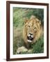 Male Lion, Panthera Leo, Kruger National Park, South Africa, Africa-Ann & Steve Toon-Framed Photographic Print