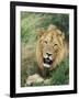 Male Lion, Panthera Leo, Kruger National Park, South Africa, Africa-Ann & Steve Toon-Framed Photographic Print