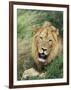 Male Lion, Panthera Leo, Kruger National Park, South Africa, Africa-Ann & Steve Toon-Framed Photographic Print