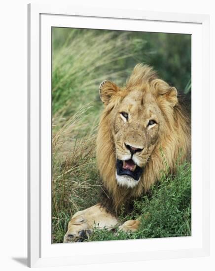 Male Lion, Panthera Leo, Kruger National Park, South Africa, Africa-Ann & Steve Toon-Framed Photographic Print