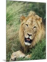 Male Lion, Panthera Leo, Kruger National Park, South Africa, Africa-Ann & Steve Toon-Mounted Photographic Print