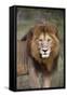 Male Lion (Panthera Leo), Masai Mara National Reserve, Kenya, East Africa, Africa-Angelo Cavalli-Framed Stretched Canvas