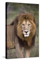 Male Lion (Panthera Leo), Masai Mara National Reserve, Kenya, East Africa, Africa-Angelo Cavalli-Stretched Canvas