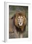 Male Lion (Panthera Leo), Masai Mara National Reserve, Kenya, East Africa, Africa-Angelo Cavalli-Framed Photographic Print