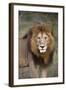 Male Lion (Panthera Leo), Masai Mara National Reserve, Kenya, East Africa, Africa-Angelo Cavalli-Framed Photographic Print