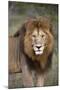 Male Lion (Panthera Leo), Masai Mara National Reserve, Kenya, East Africa, Africa-Angelo Cavalli-Mounted Photographic Print