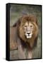 Male Lion (Panthera Leo), Masai Mara National Reserve, Kenya, East Africa, Africa-Angelo Cavalli-Framed Stretched Canvas
