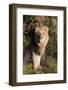 Male Lion (Panthera Leo), Masai Mara National Reserve, Kenya, East Africa, Africa-Angelo Cavalli-Framed Photographic Print