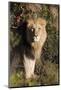 Male Lion (Panthera Leo), Masai Mara National Reserve, Kenya, East Africa, Africa-Angelo Cavalli-Mounted Photographic Print