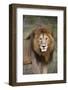 Male Lion (Panthera Leo), Masai Mara National Reserve, Kenya, East Africa, Africa-Angelo Cavalli-Framed Photographic Print