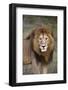 Male Lion (Panthera Leo), Masai Mara National Reserve, Kenya, East Africa, Africa-Angelo Cavalli-Framed Photographic Print