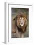 Male Lion (Panthera Leo), Masai Mara National Reserve, Kenya, East Africa, Africa-Angelo Cavalli-Framed Photographic Print