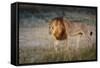 Male Lion (Panthera Leo), Moremi, Okavango Delta, Botswana, Africa-Andrew Sproule-Framed Stretched Canvas