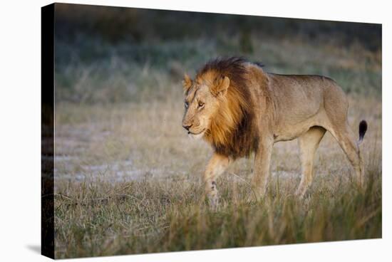 Male Lion (Panthera Leo), Moremi, Okavango Delta, Botswana, Africa-Andrew Sproule-Stretched Canvas