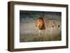 Male Lion (Panthera Leo), Moremi, Okavango Delta, Botswana, Africa-Andrew Sproule-Framed Photographic Print