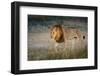 Male Lion (Panthera Leo), Moremi, Okavango Delta, Botswana, Africa-Andrew Sproule-Framed Photographic Print