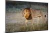 Male Lion (Panthera Leo), Moremi, Okavango Delta, Botswana, Africa-Andrew Sproule-Mounted Photographic Print