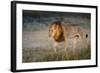 Male Lion (Panthera Leo), Moremi, Okavango Delta, Botswana, Africa-Andrew Sproule-Framed Photographic Print