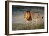 Male Lion (Panthera Leo), Moremi, Okavango Delta, Botswana, Africa-Andrew Sproule-Framed Photographic Print