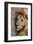 Male lion (Panthera leo), Ndutu, Ngorongoro Conservation Area, Tanzania, East Africa-Sergio Pitamitz-Framed Photographic Print