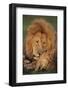 Male Lion (Panthera Leo) with Cub, Masai Mara National Reserve, Kenya-Anup Shah-Framed Photographic Print